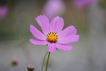 Purple cosme flower on blurred garden background