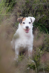 jack russell terrier