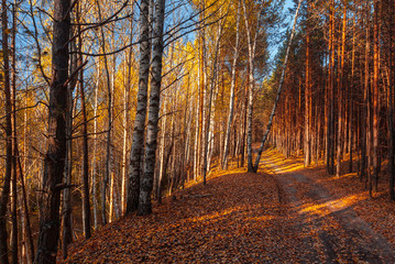 Obraz premium The dirt road in the wild remote forest, lit with sunlight, Mari El, Russia