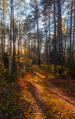 Fototapeta premium The dirt road in the wild remote forest, lit with sunlight, Mari El, Russia