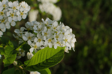 blooming bird cherry, outdoor landscape