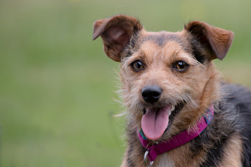 portrait of a small terrier dog