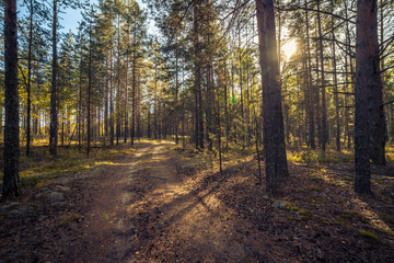 Fototapeta premium The dirt road in the wild remote forest, lit with sunlight, Mari El, Russia