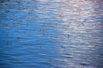 Bandada de pájaros playeros vuelvepiedras volando cerca del mar.