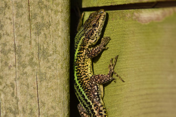 Lagartija (Lacerta) saliendo de una grieta en la madera para buscar el sol.