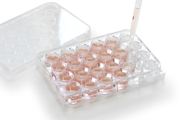 tissue and cell culture ;  Place the culture solution with a pipette into the hole of the...
