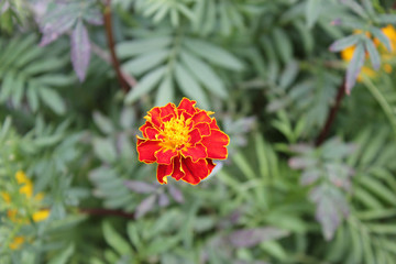 Flower of marigold on a background of green foliage