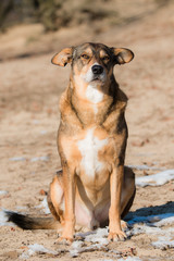 portrait of a small rescue dog