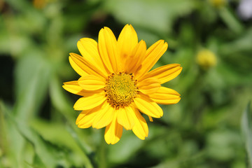 Yellow heliopsis flower on a background of green leaves