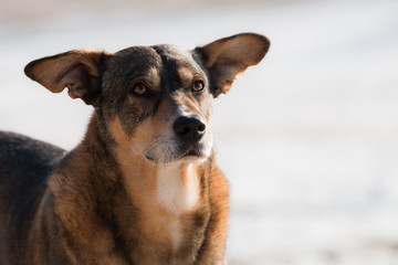 portrait of a rescue dog