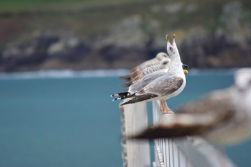 Gaviotas volando, comiendo y descansando durante el día en la costa de Galícia, España.