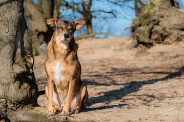 Rescue dog on the beach