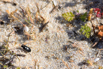 Escarabajo negro recorriendo una playa.
