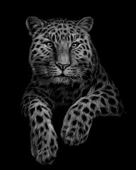 Black and white, graphic, artistic portrait of a leopard on a black background.