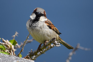 Pájaros variados tales como gorriones, petirrojos, pardillos o carrecines en su hàbitat natural, posados en lo alto de ramas y cañas.