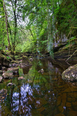 MARBLE ARCH NATIONAL NATURE RESERVE ,CLADAGH GLEN,IRELAND