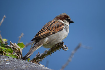Pájaros variados tales como gorriones, petirrojos, pardillos o carrecines en su hàbitat natural, posados en lo alto de ramas y cañas.