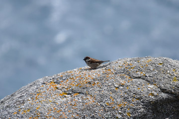 Pájaros variados tales como gorriones, petirrojos, pardillos o carrecines en su hàbitat natural, posados en lo alto de ramas y cañas.
