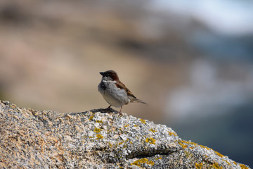 Pájaros variados tales como gorriones, petirrojos, pardillos o carrecines en su hàbitat natural, posados en lo alto de ramas y cañas.