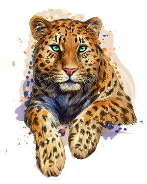 Color, graphic, artistic portrait of a leopard in a picturesque style on a white background with splashes of watercolor.