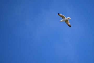 Gaviotas volando, comiendo y descansando durante el día en la costa de Galícia, España.