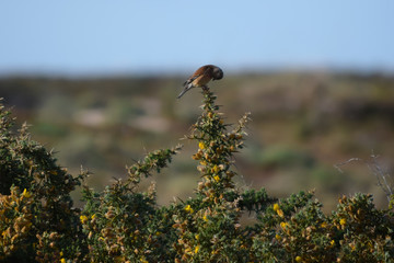 Pájaros variados tales como gorriones, petirrojos, pardillos o carrecines en su hàbitat natural, posados en lo alto de ramas y cañas.