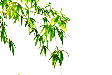 Green bamboo tree on white background