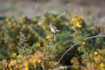 Pájaros variados tales como gorriones, petirrojos, pardillos o carrecines en su hàbitat natural, posados en lo alto de ramas y cañas.