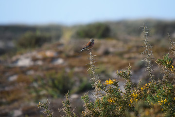Pájaros variados tales como gorriones, petirrojos, pardillos o carrecines en su hàbitat natural, posados en lo alto de ramas y cañas.