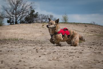 Naklejka premium Rescue dog running on the road