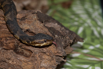 Eastern Cottonmouth (Water Moccasin) in North Carolina