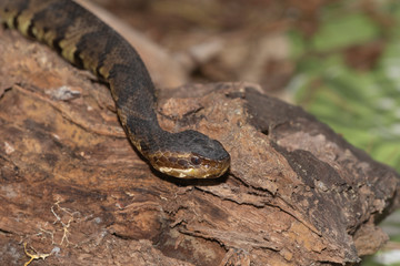 Eastern Cottonmouth (Water Moccasin) in North Carolina