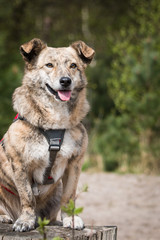 portrait of a rescued dog