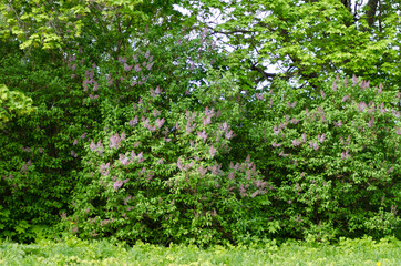 Fototapeta na wymiar blooming lilac closeup, bright flower