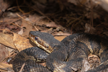 Eastern Cottonmouth (Water Moccasin) in North Carolina