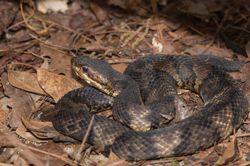 Eastern Cottonmouth (Water Moccasin) in North Carolina
