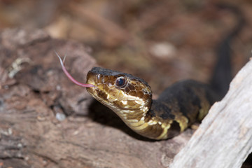 Eastern Cottonmouth (Water Moccasin) in North Carolina