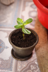 Care of home plants. A woman plants a potted flower for flowers.