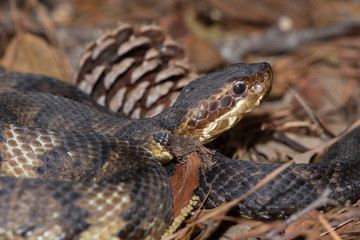 Eastern Cottonmouth (Water Moccasin) in North Carolina