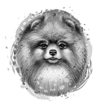 Monochrome, artistic portrait of a cute Pomeranian / small German spitz dog in a picturesque style on a white background with splashes of watercolor.