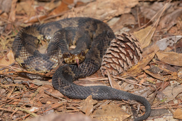 Fototapeta premium Eastern Cottonmouth (Water Moccasin) in North Carolina