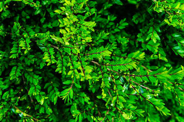 Close up of green bush in early spring time, background image