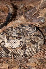 Timber Rattlesnake on the Outer Banks of North Carolina