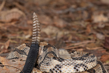 Timber Rattlesnake on the Outer Banks of North Carolina