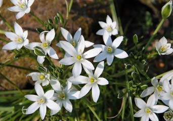Close up of the white star shaped flowers of the garden star-of-Bethlehem or grass lily or nap-at-noon or eleven-o'clock lady (Ornithogalum umbellatum)