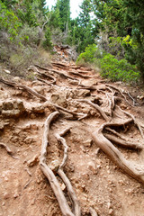 Roots of old tree in country and ground. Closeup of tree roots in dry land, earthen track. Trail of dried tree roots designed by Mother Nature herself. Beautiful deep mountain forest nature landscape.
