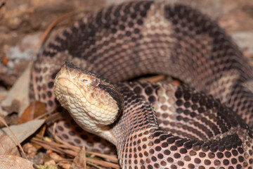 Jumping Pit Viper from Central America