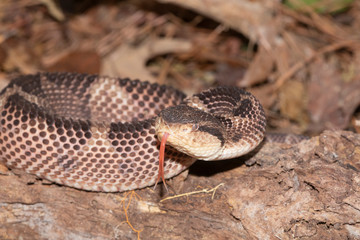 Jumping Pit Viper from Central America