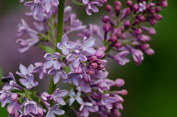 blooming lilac closeup, bright flower