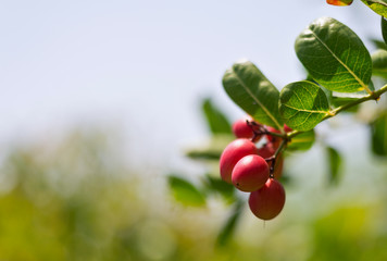 Bengal Currants (scientific name: Carissa carandas) fruit growing on a tree in the garden.
